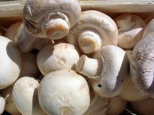 Бизнес план грибного бизнеса