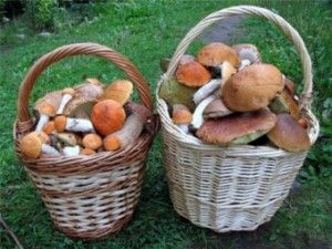 предприятия по выращиванию и продаже грибов