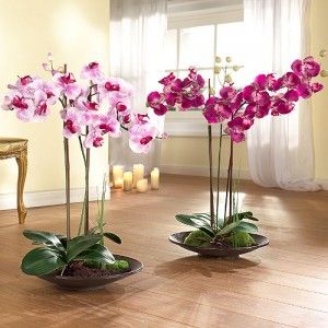 Выращивание орхидей: и доход, и удовольствие